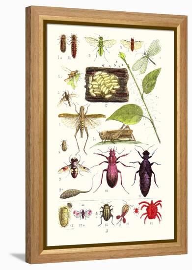 Glow-Worm, Lacewing Fly, Grasshopper,Scarlet Spider-James Sowerby-Framed Stretched Canvas