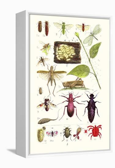 Glow-Worm, Lacewing Fly, Grasshopper,Scarlet Spider-James Sowerby-Framed Stretched Canvas