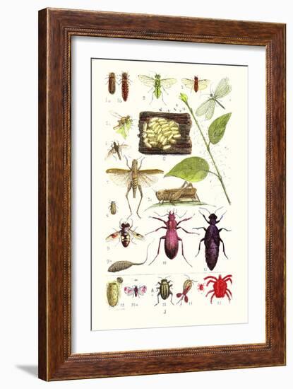 Glow-Worm, Lacewing Fly, Grasshopper,Scarlet Spider-James Sowerby-Framed Art Print