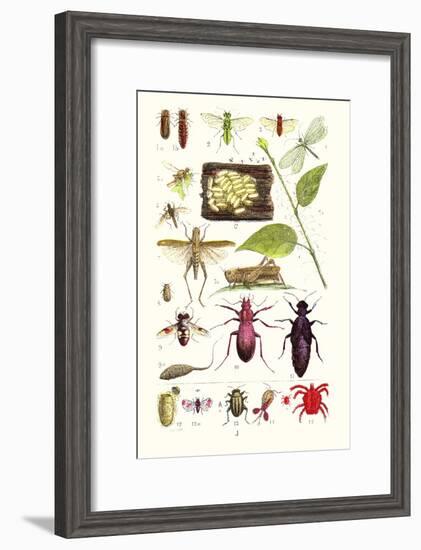 Glow-Worm, Lacewing Fly, Grasshopper,Scarlet Spider-James Sowerby-Framed Art Print