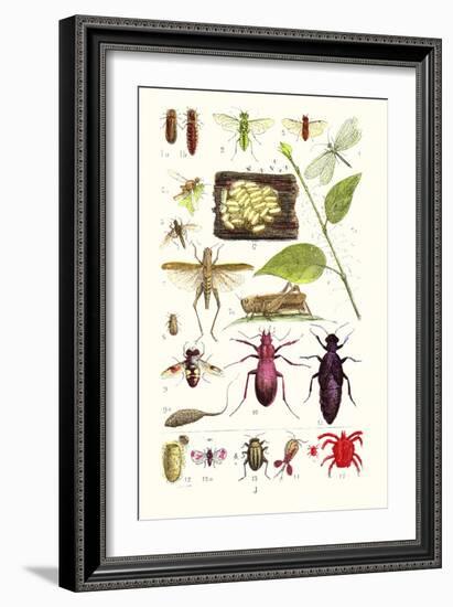Glow-Worm, Lacewing Fly, Grasshopper,Scarlet Spider-James Sowerby-Framed Art Print
