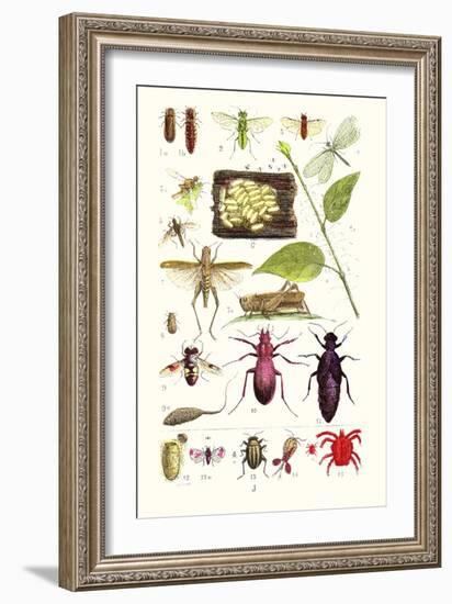 Glow-Worm, Lacewing Fly, Grasshopper,Scarlet Spider-James Sowerby-Framed Premium Giclee Print