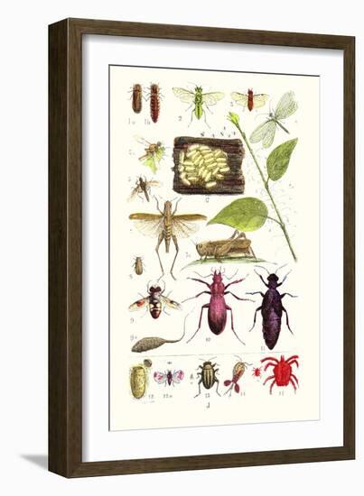 Glow-Worm, Lacewing Fly, Grasshopper,Scarlet Spider-James Sowerby-Framed Premium Giclee Print