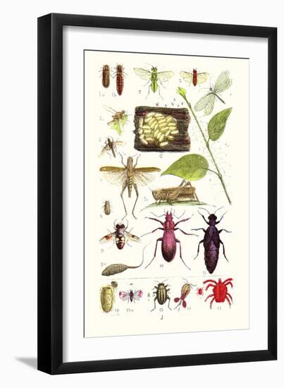 Glow-Worm, Lacewing Fly, Grasshopper,Scarlet Spider-James Sowerby-Framed Premium Giclee Print