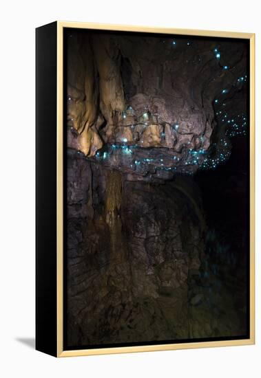 Glow Worms in Waitomo Caves, Waikato Region, North Island, New Zealand, Pacific-Matthew Williams-Ellis-Framed Premier Image Canvas