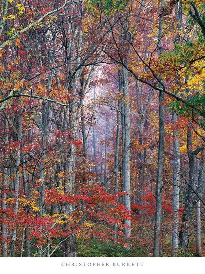 Glowing Autumn Forest Virginia Art Print Christopher Burkett Art Com