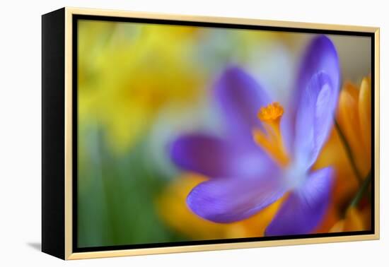 Glowing Crocus-Heidi Westum-Framed Premier Image Canvas