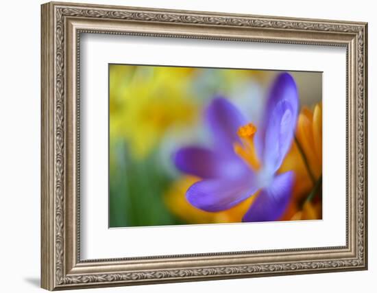 Glowing Crocus-Heidi Westum-Framed Photographic Print