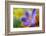 Glowing Crocus-Heidi Westum-Framed Photographic Print