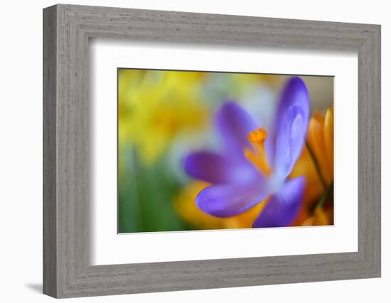 Glowing Crocus-Heidi Westum-Framed Photographic Print