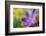 Glowing Crocus-Heidi Westum-Framed Photographic Print