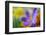 Glowing Crocus-Heidi Westum-Framed Photographic Print