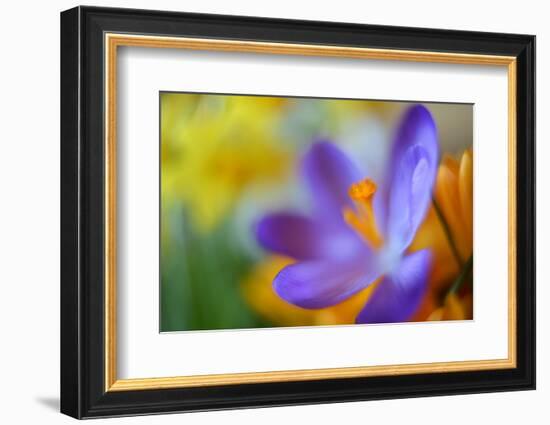 Glowing Crocus-Heidi Westum-Framed Photographic Print