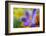 Glowing Crocus-Heidi Westum-Framed Photographic Print