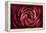 Glowing Ruby Red Ranunculus-Cora Niele-Framed Premier Image Canvas