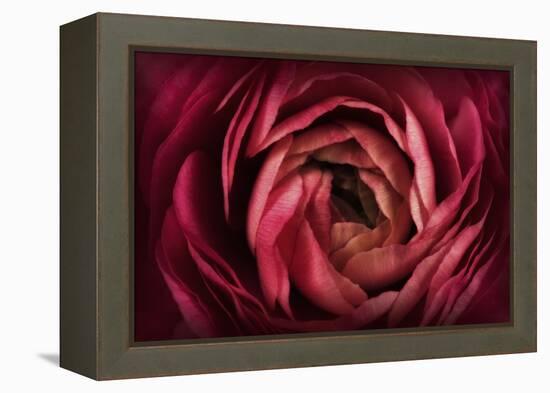 Glowing Ruby Red Ranunculus-Cora Niele-Framed Premier Image Canvas