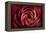 Glowing Ruby Red Ranunculus-Cora Niele-Framed Premier Image Canvas