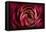 Glowing Ruby Red Ranunculus-Cora Niele-Framed Premier Image Canvas