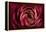 Glowing Ruby Red Ranunculus-Cora Niele-Framed Premier Image Canvas