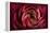 Glowing Ruby Red Ranunculus-Cora Niele-Framed Premier Image Canvas