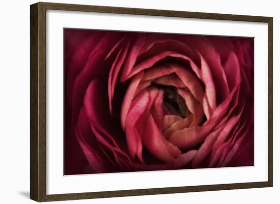 Glowing Ruby Red Ranunculus-Cora Niele-Framed Photographic Print