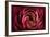 Glowing Ruby Red Ranunculus-Cora Niele-Framed Photographic Print