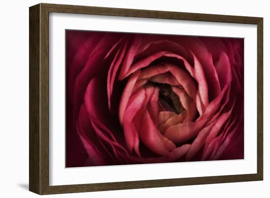 Glowing Ruby Red Ranunculus-Cora Niele-Framed Photographic Print