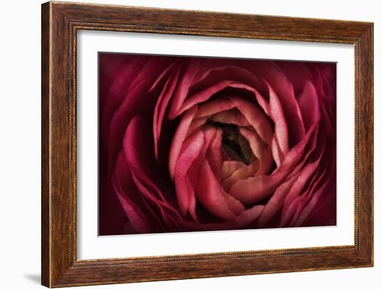 Glowing Ruby Red Ranunculus-Cora Niele-Framed Photographic Print