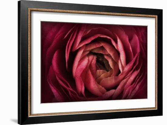 Glowing Ruby Red Ranunculus-Cora Niele-Framed Photographic Print