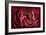 Glowing Ruby Red Ranunculus-Cora Niele-Framed Photographic Print