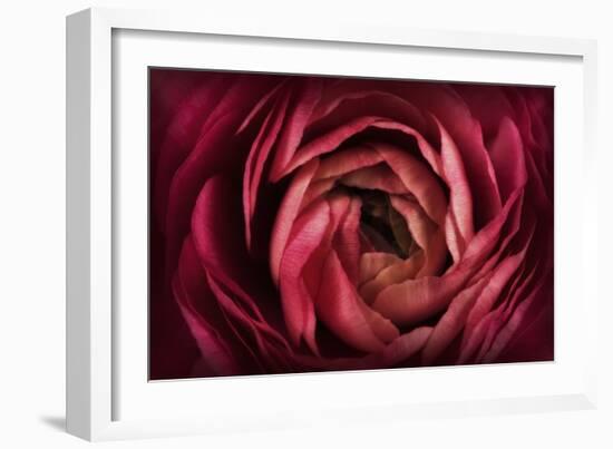 Glowing Ruby Red Ranunculus-Cora Niele-Framed Photographic Print