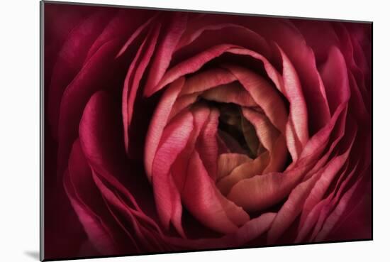 Glowing Ruby Red Ranunculus-Cora Niele-Mounted Photographic Print