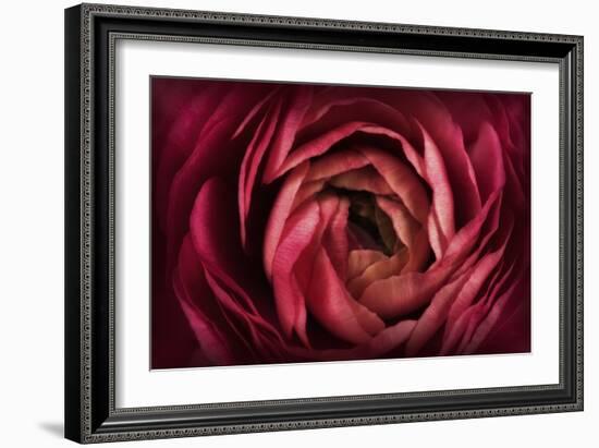 Glowing Ruby Red Ranunculus-Cora Niele-Framed Photographic Print