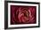 Glowing Ruby Red Ranunculus-Cora Niele-Framed Photographic Print