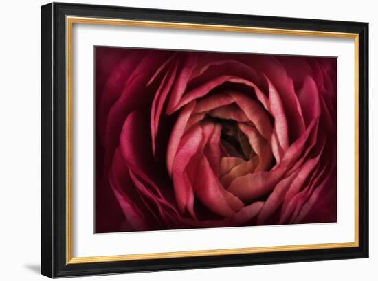 Glowing Ruby Red Ranunculus-Cora Niele-Framed Photographic Print