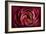 Glowing Ruby Red Ranunculus-Cora Niele-Framed Photographic Print