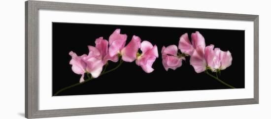 Glowing Sweet Peas-Cora Niele-Framed Photographic Print