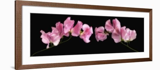 Glowing Sweet Peas-Cora Niele-Framed Photographic Print