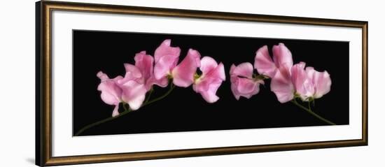 Glowing Sweet Peas-Cora Niele-Framed Photographic Print