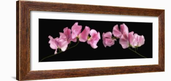 Glowing Sweet Peas-Cora Niele-Framed Photographic Print