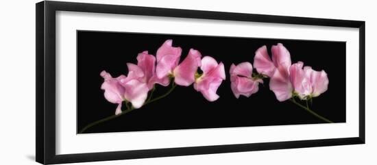 Glowing Sweet Peas-Cora Niele-Framed Photographic Print