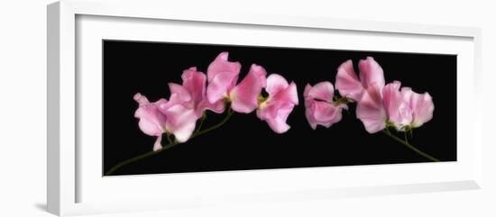 Glowing Sweet Peas-Cora Niele-Framed Photographic Print