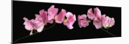 Glowing Sweet Peas-Cora Niele-Mounted Photographic Print