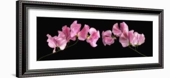 Glowing Sweet Peas-Cora Niele-Framed Photographic Print