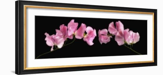 Glowing Sweet Peas-Cora Niele-Framed Photographic Print