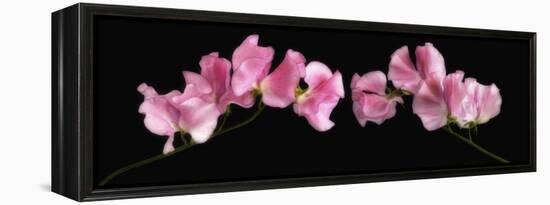 Glowing Sweet Peas-Cora Niele-Framed Premier Image Canvas