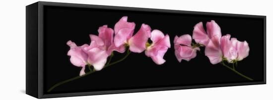 Glowing Sweet Peas-Cora Niele-Framed Premier Image Canvas