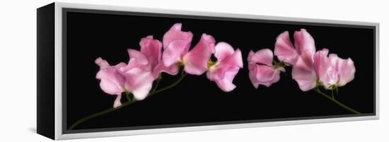 Glowing Sweet Peas-Cora Niele-Framed Premier Image Canvas