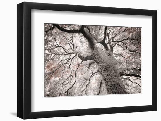 Glowing Tree-Michael Hudson-Framed Art Print