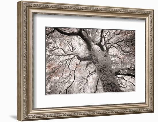 Glowing Tree-Michael Hudson-Framed Art Print